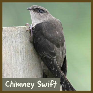 Chimney Swift